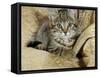 Domestic Cat, Female Tabby Kitten on Chair-Jane Burton-Framed Stretched Canvas