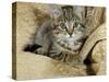 Domestic Cat, Female Tabby Kitten on Chair-Jane Burton-Stretched Canvas