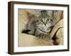 Domestic Cat, Female Tabby Kitten on Chair-Jane Burton-Framed Photographic Print