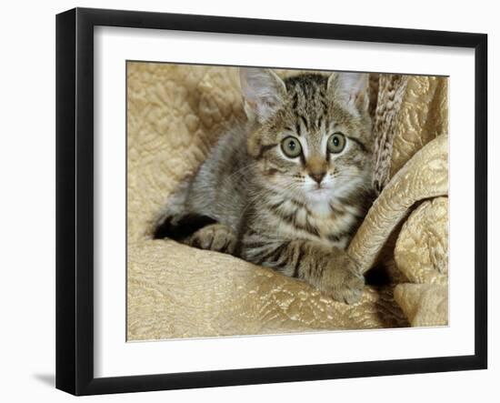 Domestic Cat, Female Tabby Kitten on Chair-Jane Burton-Framed Photographic Print