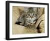 Domestic Cat, Female Tabby Kitten on Chair-Jane Burton-Framed Photographic Print