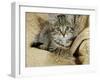 Domestic Cat, Female Tabby Kitten on Chair-Jane Burton-Framed Photographic Print