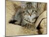 Domestic Cat, Female Tabby Kitten on Chair-Jane Burton-Mounted Photographic Print