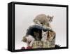 Domestic Cat, Five 8-Week Kittens in Igloo Bed-Jane Burton-Framed Stretched Canvas