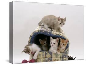 Domestic Cat, Five 8-Week Kittens in Igloo Bed-Jane Burton-Stretched Canvas