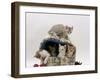 Domestic Cat, Five 8-Week Kittens in Igloo Bed-Jane Burton-Framed Photographic Print