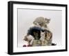 Domestic Cat, Five 8-Week Kittens in Igloo Bed-Jane Burton-Framed Photographic Print