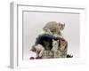 Domestic Cat, Five 8-Week Kittens in Igloo Bed-Jane Burton-Framed Photographic Print