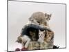 Domestic Cat, Five 8-Week Kittens in Igloo Bed-Jane Burton-Mounted Photographic Print