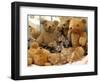 Domestic Cat, Five Kittens in Cot with Teddy Bears-Jane Burton-Framed Premium Photographic Print