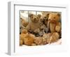 Domestic Cat, Five Kittens in Cot with Teddy Bears-Jane Burton-Framed Premium Photographic Print