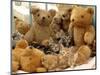Domestic Cat, Five Kittens in Cot with Teddy Bears-Jane Burton-Mounted Premium Photographic Print