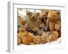 Domestic Cat, Five Kittens in Cot with Teddy Bears-Jane Burton-Framed Premium Photographic Print