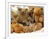 Domestic Cat, Five Kittens in Cot with Teddy Bears-Jane Burton-Framed Photographic Print