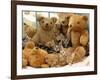 Domestic Cat, Five Kittens in Cot with Teddy Bears-Jane Burton-Framed Photographic Print