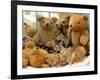 Domestic Cat, Five Kittens in Cot with Teddy Bears-Jane Burton-Framed Photographic Print