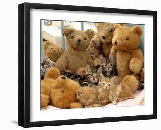 Domestic Cat, Five Kittens in Cot with Teddy Bears-Jane Burton-Framed Photographic Print
