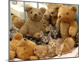 Domestic Cat, Five Kittens in Cot with Teddy Bears-Jane Burton-Mounted Photographic Print