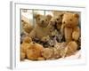 Domestic Cat, Five Kittens in Cot with Teddy Bears-Jane Burton-Framed Photographic Print