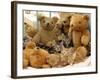 Domestic Cat, Five Kittens in Cot with Teddy Bears-Jane Burton-Framed Photographic Print