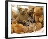 Domestic Cat, Five Kittens in Cot with Teddy Bears-Jane Burton-Framed Photographic Print