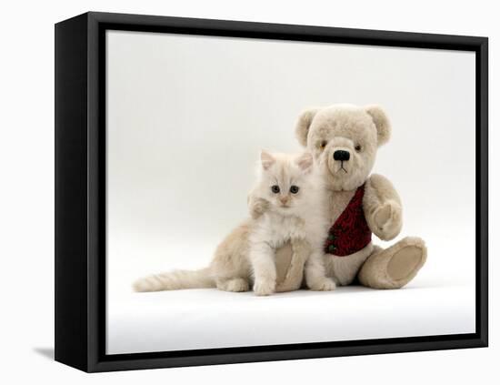 Domestic Cat, Fluffy Cream Kitten with Cream Teddy Bear-Jane Burton-Framed Stretched Canvas