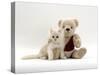 Domestic Cat, Fluffy Cream Kitten with Cream Teddy Bear-Jane Burton-Stretched Canvas