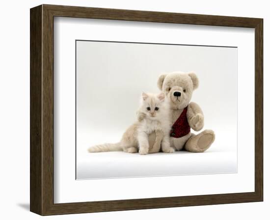 Domestic Cat, Fluffy Cream Kitten with Cream Teddy Bear-Jane Burton-Framed Premium Photographic Print