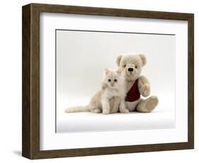 Domestic Cat, Fluffy Cream Kitten with Cream Teddy Bear-Jane Burton-Framed Premium Photographic Print