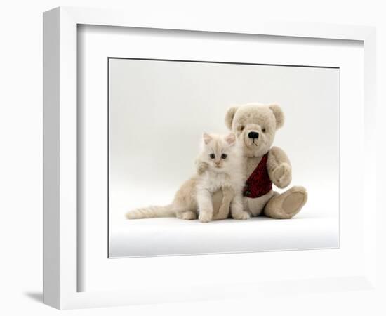 Domestic Cat, Fluffy Cream Kitten with Cream Teddy Bear-Jane Burton-Framed Premium Photographic Print