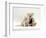 Domestic Cat, Fluffy Cream Kitten with Cream Teddy Bear-Jane Burton-Framed Premium Photographic Print