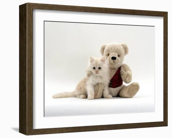 Domestic Cat, Fluffy Cream Kitten with Cream Teddy Bear-Jane Burton-Framed Photographic Print