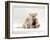 Domestic Cat, Fluffy Cream Kitten with Cream Teddy Bear-Jane Burton-Framed Photographic Print