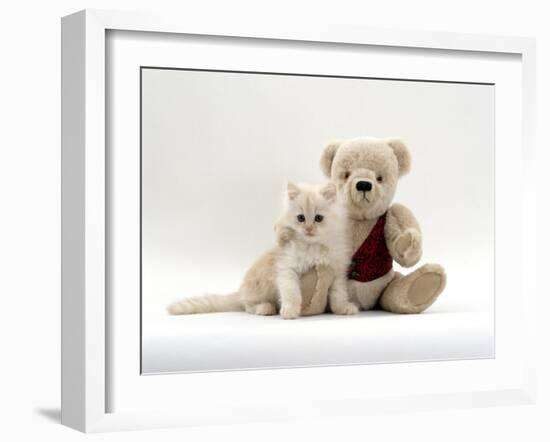 Domestic Cat, Fluffy Cream Kitten with Cream Teddy Bear-Jane Burton-Framed Photographic Print