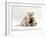 Domestic Cat, Fluffy Cream Kitten with Cream Teddy Bear-Jane Burton-Framed Photographic Print