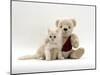 Domestic Cat, Fluffy Cream Kitten with Cream Teddy Bear-Jane Burton-Mounted Photographic Print