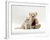 Domestic Cat, Fluffy Cream Kitten with Cream Teddy Bear-Jane Burton-Framed Photographic Print