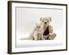 Domestic Cat, Fluffy Cream Kitten with Cream Teddy Bear-Jane Burton-Framed Photographic Print