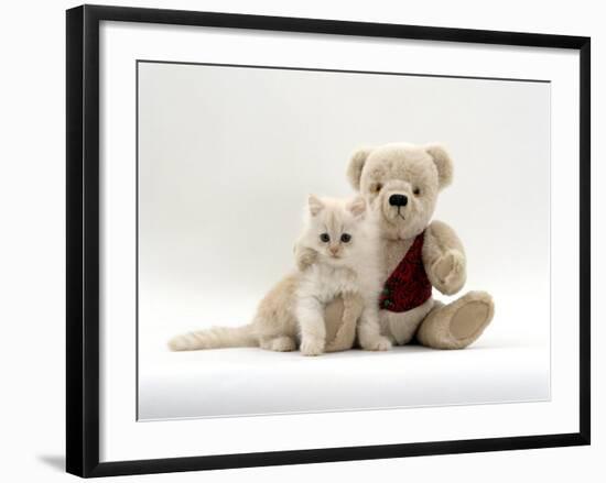 Domestic Cat, Fluffy Cream Kitten with Cream Teddy Bear-Jane Burton-Framed Photographic Print