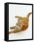 Domestic Cat, Fluffy Red Tabby Female-Jane Burton-Framed Stretched Canvas