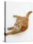 Domestic Cat, Fluffy Red Tabby Female-Jane Burton-Stretched Canvas