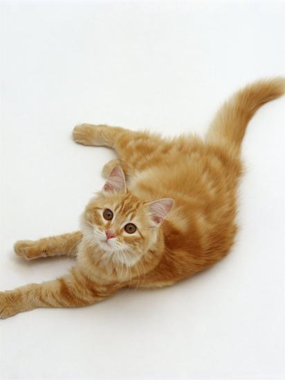 Domestic Cat, Fluffy Red Tabby Female' Photographic Print - Jane Burton |  AllPosters.com