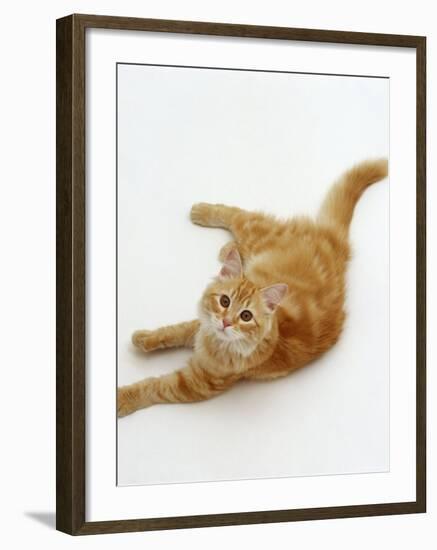 Domestic Cat, Fluffy Red Tabby Female-Jane Burton-Framed Photographic Print