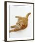 Domestic Cat, Fluffy Red Tabby Female-Jane Burton-Framed Photographic Print