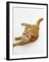 Domestic Cat, Fluffy Red Tabby Female-Jane Burton-Framed Photographic Print