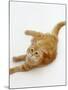 Domestic Cat, Fluffy Red Tabby Female-Jane Burton-Mounted Photographic Print
