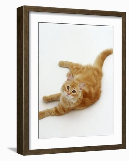 Domestic Cat, Fluffy Red Tabby Female-Jane Burton-Framed Photographic Print