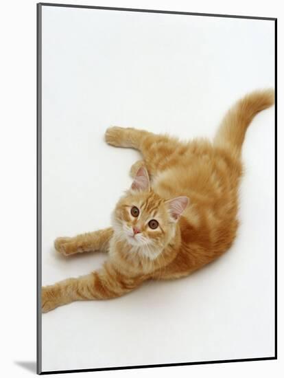 Domestic Cat, Fluffy Red Tabby Female-Jane Burton-Mounted Photographic Print