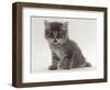 Domestic Cat, Fluffy Tabby Kitten Miaowing-Jane Burton-Framed Premium Photographic Print