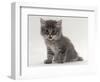 Domestic Cat, Fluffy Tabby Kitten Miaowing-Jane Burton-Framed Premium Photographic Print